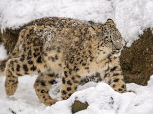 Превью обои снежный барс, большая кошка, хищник, зима, снег, движение