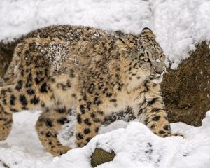 Превью обои снежный барс, большая кошка, хищник, зима, снег, движение