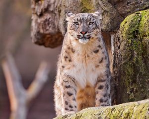 Превью обои снежный барс, большая кошка, пятнистый, сидеть, хищник, камни, мох