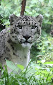 Превью обои снежный барс, хищник, большая кошка