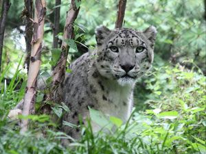 Превью обои снежный барс, хищник, большая кошка