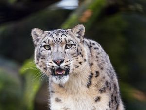 Превью обои снежный барс, хищник, большая кошка, клыки, камень