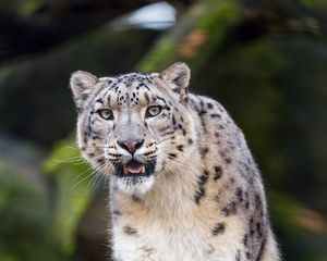 Превью обои снежный барс, хищник, большая кошка, клыки, камень