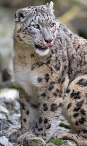 Превью обои снежный барс, хищник, большая кошка, высунутый язык