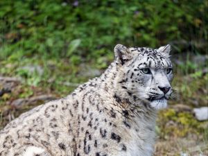 Превью обои снежный барс, хищник, большая кошка, пятна, трава