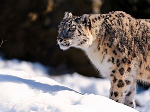 Превью обои снежный барс, хищник, снег