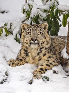 Превью обои снежный барс, снег, хищник, ветки, животное