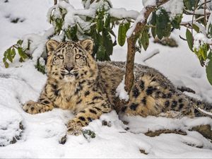 Превью обои снежный барс, снег, хищник, ветки, животное