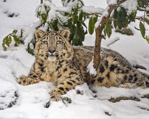 Превью обои снежный барс, снег, хищник, ветки, животное