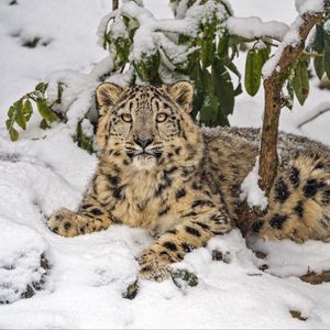 Превью обои снежный барс, снег, хищник, ветки, животное