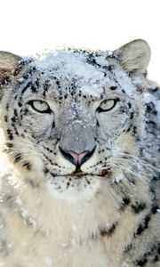 Превью обои снежный барс, снег, морда, припорошенный, злость, взгляд