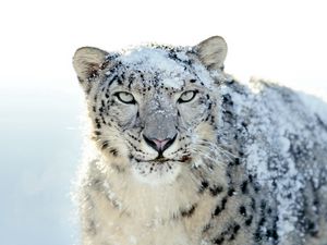 Превью обои снежный барс, снег, морда, припорошенный, злость, взгляд