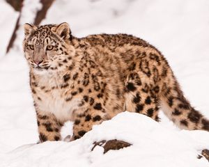 Превью обои снежный барс, снег, прогулка, большая кошка