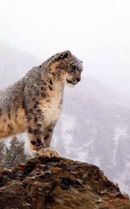 Превью обои снежный барс, вершина, большая кошка, хищник