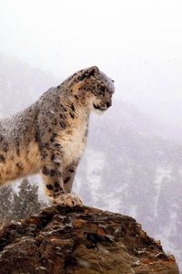 Превью обои снежный барс, вершина, большая кошка, хищник