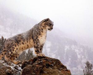 Превью обои снежный барс, вершина, большая кошка, хищник