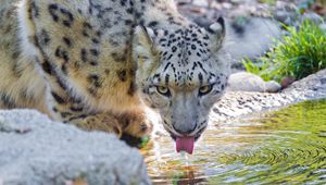 Превью обои снежный барс, вода, пить