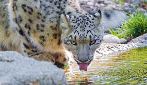 Превью обои снежный барс, вода, пить