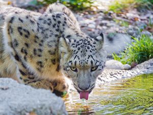 Превью обои снежный барс, вода, пить