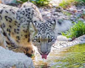 Превью обои снежный барс, вода, пить