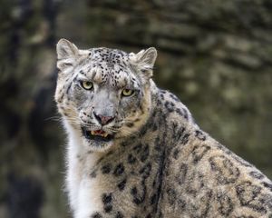 Превью обои снежный барс, животное, большая кошка, хищник, белый, дикая природа