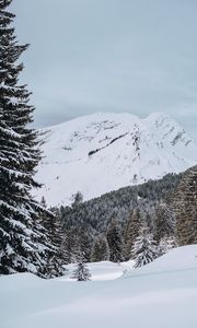 Превью обои снежный, горы, ель, снег, деревья