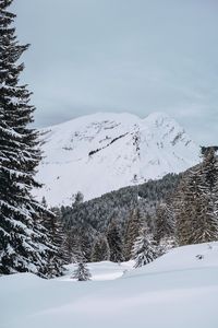 Превью обои снежный, горы, ель, снег, деревья