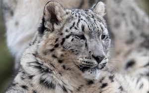 Превью обои снежный леопард, барс, леопард, хищник, большая кошка, дикая природа