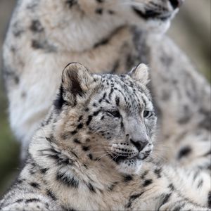 Превью обои снежный леопард, барс, леопард, хищник, большая кошка, дикая природа