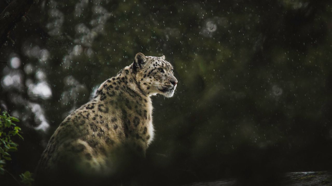 Обои снежный леопард, леопард, большая кошка, хищник, дождь, дикая природа