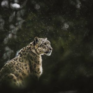 Превью обои снежный леопард, леопард, большая кошка, хищник, дождь, дикая природа