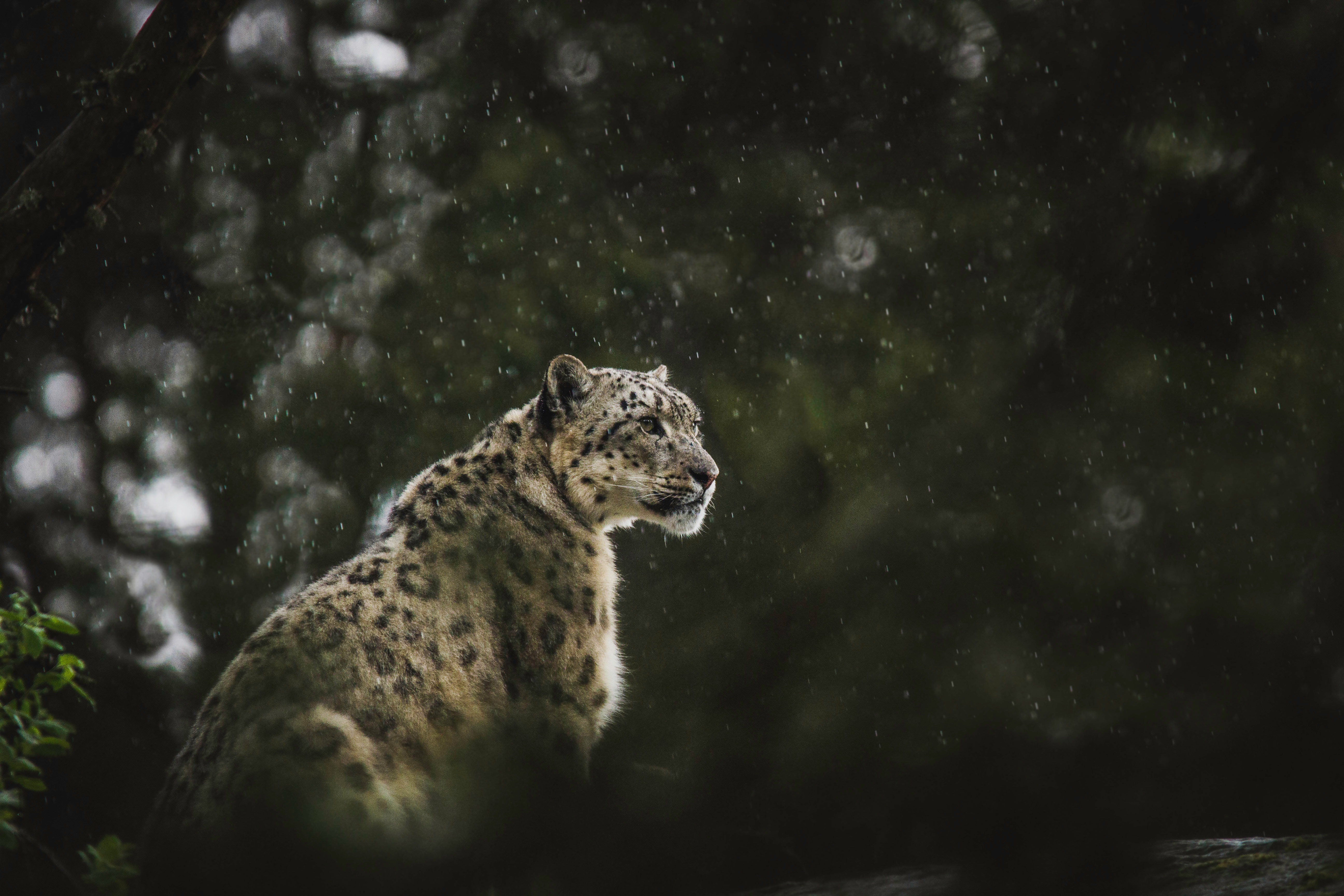 Дикая природа сообщение. Барс и леопард. Снежный Барс леопард Snow Leopard Ирбис. Саяно-Шушенский заповедник снежный Барс.