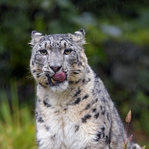 Превью обои снежный леопард, леопард, большая кошка, хищник, высунутый язык