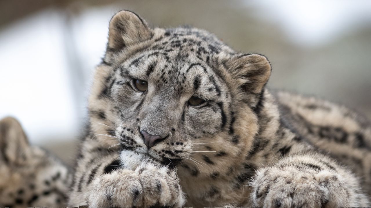 Обои снежный леопард, леопард, детеныш, хищник, пятнистый, дикая природа