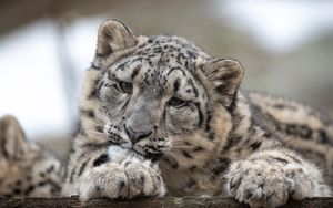 Превью обои снежный леопард, леопард, детеныш, хищник, пятнистый, дикая природа