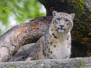 Превью обои снежный леопард, животное, большая кошка, хищник, дикий