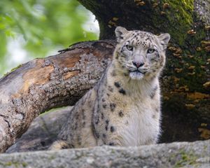 Превью обои снежный леопард, животное, большая кошка, хищник, дикий