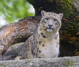 Превью обои снежный леопард, животное, большая кошка, хищник, дикий