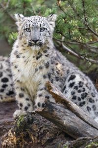 Превью обои снежный леопард, животное, большая кошка, дикий, ветка