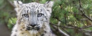 Превью обои снежный леопард, животное, большая кошка, дикий, ветка