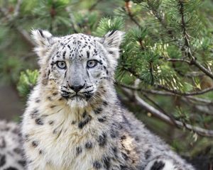 Превью обои снежный леопард, животное, большая кошка, дикий, ветка