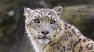 Превью обои снежный леопард, животное, хищник, большая кошка, белый, дикий
