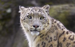 Превью обои снежный леопард, животное, хищник, большая кошка, белый, дикий