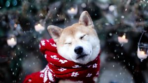 Превью обои собака, акита-ину, шарф, щуриться, снег