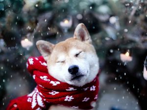 Превью обои собака, акита-ину, шарф, щуриться, снег