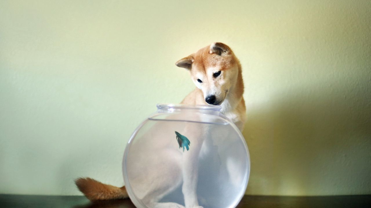 Обои собака, аквариум, рыбка