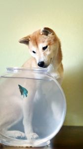 Превью обои собака, аквариум, рыбка