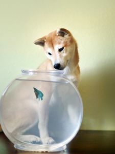 Превью обои собака, аквариум, рыбка