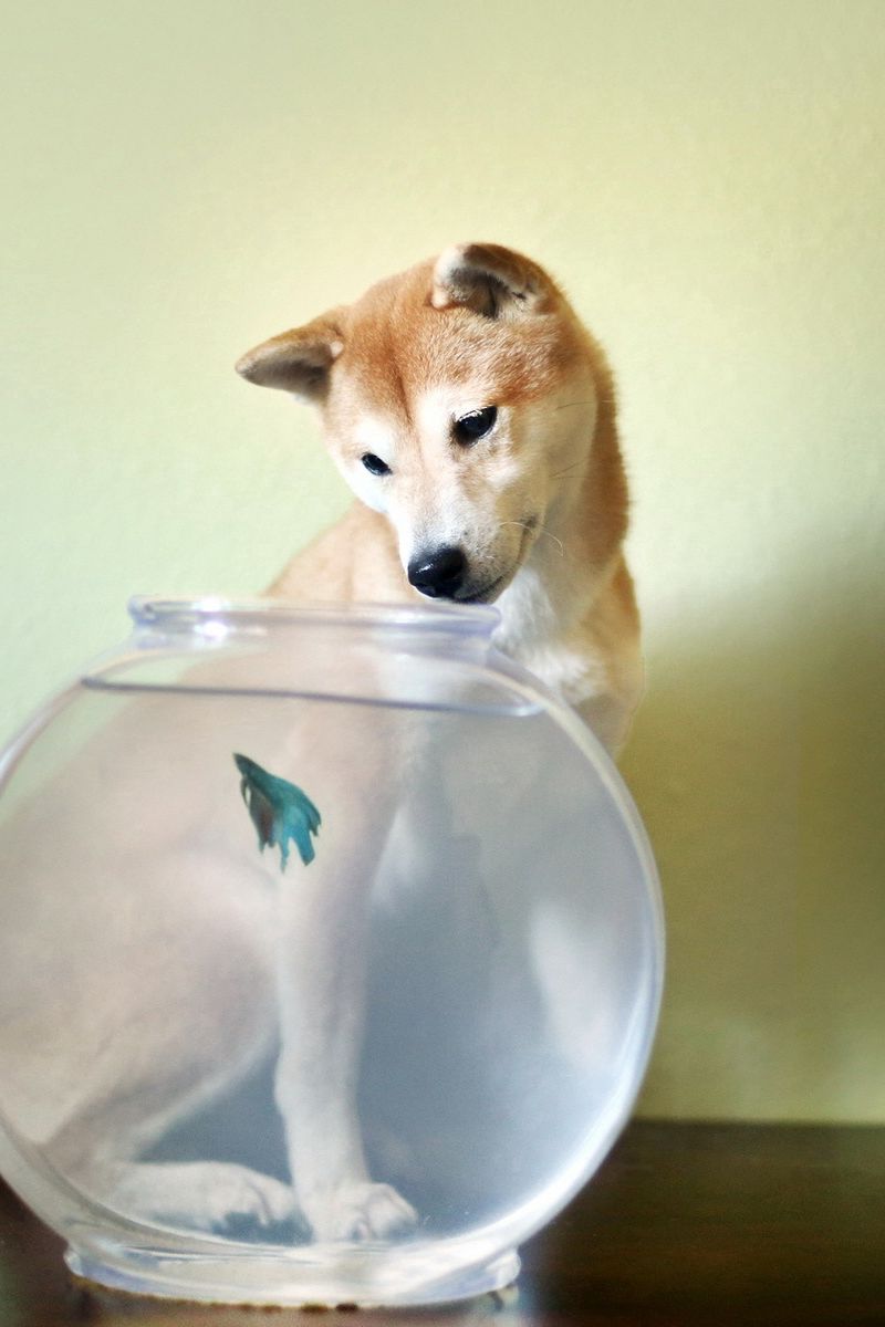 Собаки рыбу съедят. Рыба собака. Рыбка собачка. Рыбка пес. Собака в аквариуме.