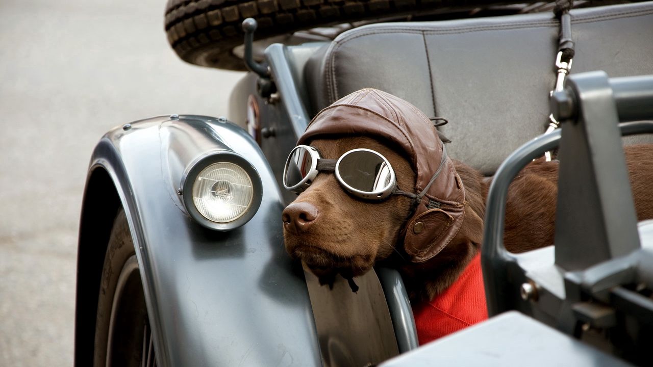 Обои собака, автомобиль, очки, шапка